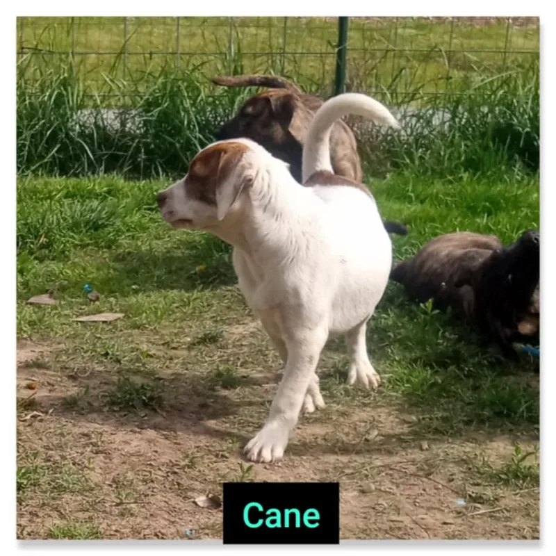 Cane thumbnail 5