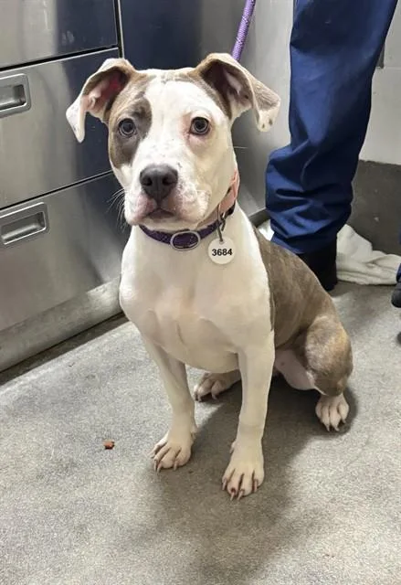 A young small-sized female Pit Bull Terrier dog named Kalani for adoption in Upper Marlboro, MD