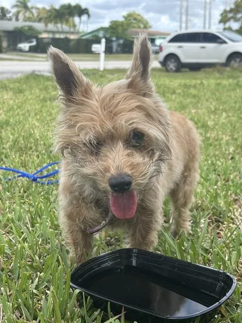 An adult small-sized female Cairn Terrier dog named Cleo for adoption in Miami, FL