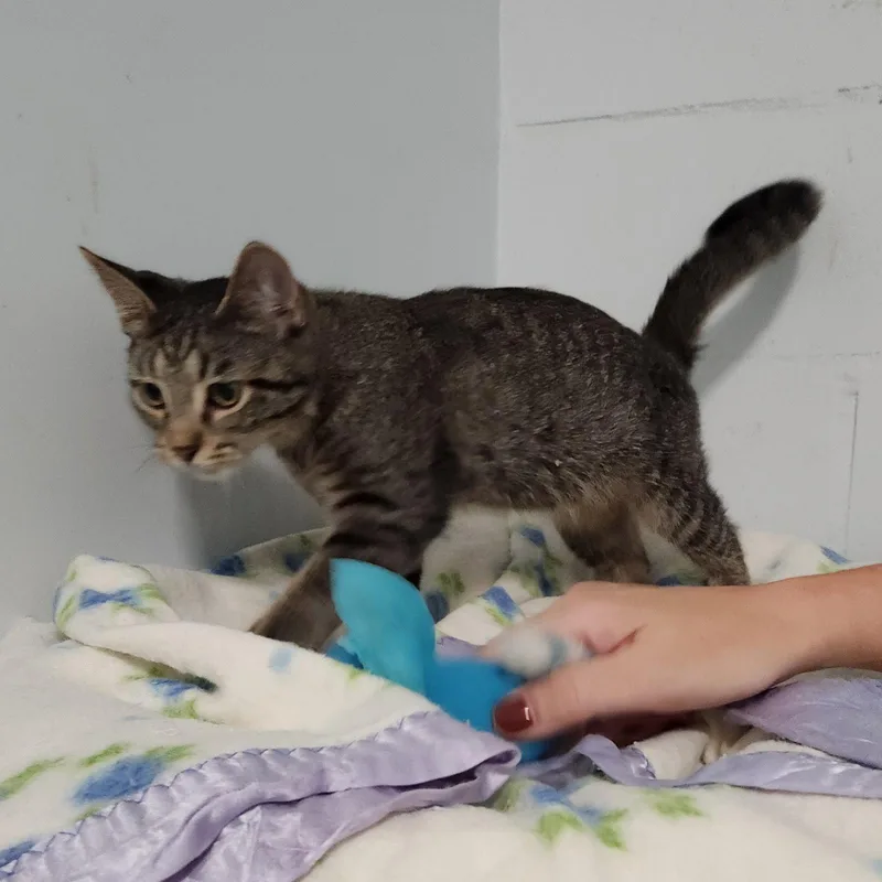 A young medium-sized male Domestic Short Hair cat named Ernie for adoption in Greenfield, IN