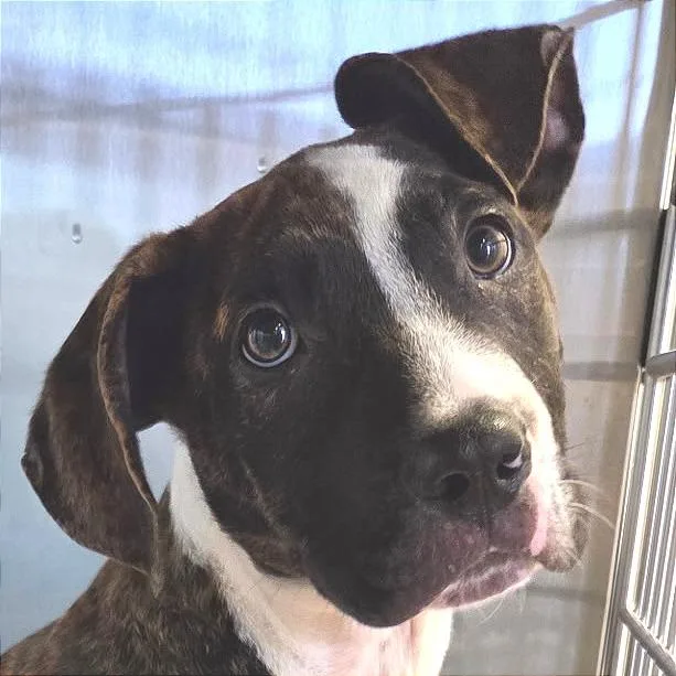 A baby medium-sized male Brindle Mixed Breed dog named Jack for adoption in Las Cruces, NM
