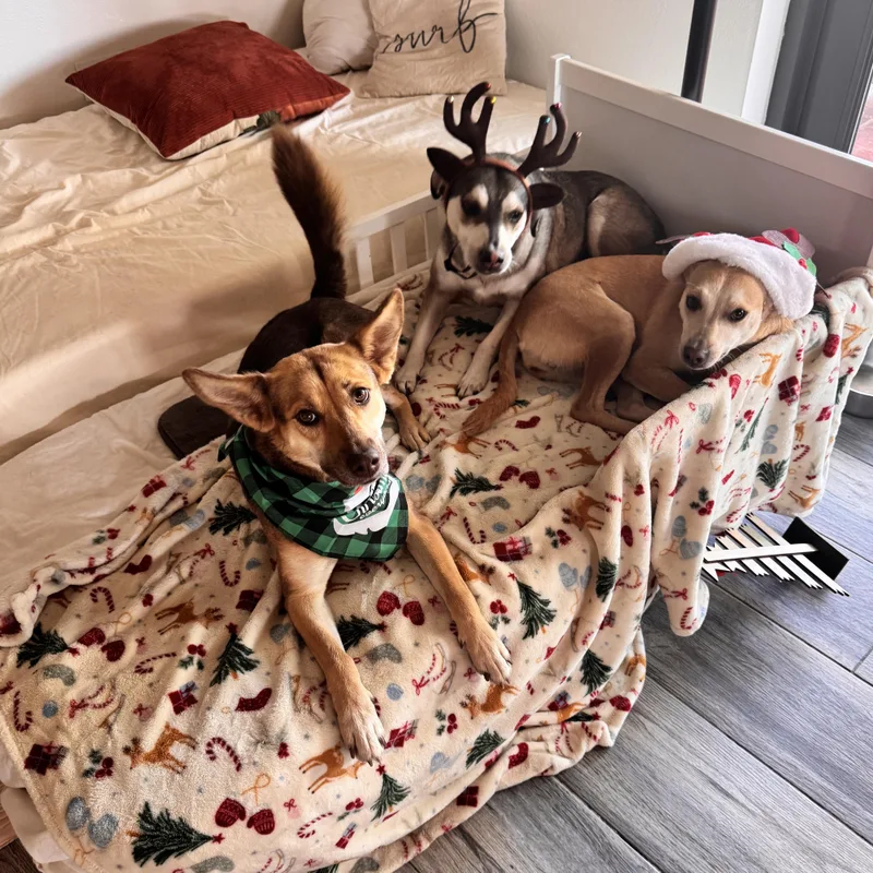 Bb Bad Bunny thumbnail 2