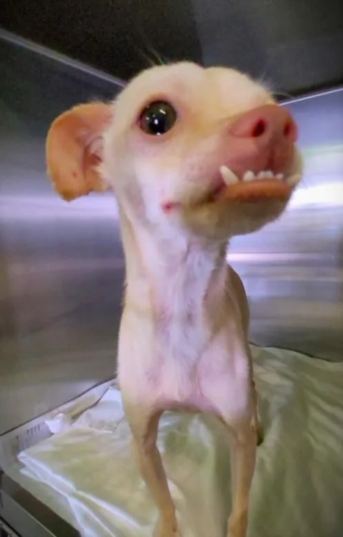 A young small-sized female Chihuahua dog named Prinsesa for adoption in Los Angeles, CA