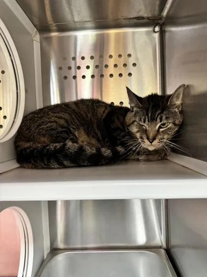 An adult extra large-sized male Domestic Short Hair cat named Columbo for adoption in Brunswick, GA