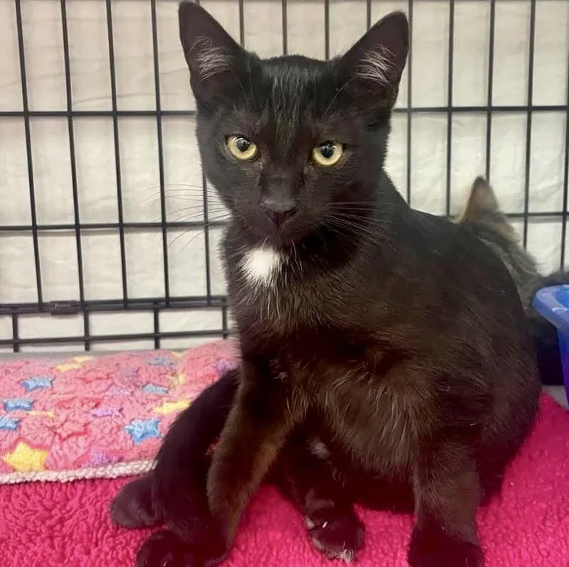 A young medium-sized male Black & White / Tuxedo American Shorthair cat named Linguini for adoption in Vacaville, CA