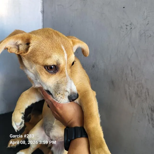 A baby small-sized female American Staffordshire Terrier dog named Makita for adoption in San Antonio, TX