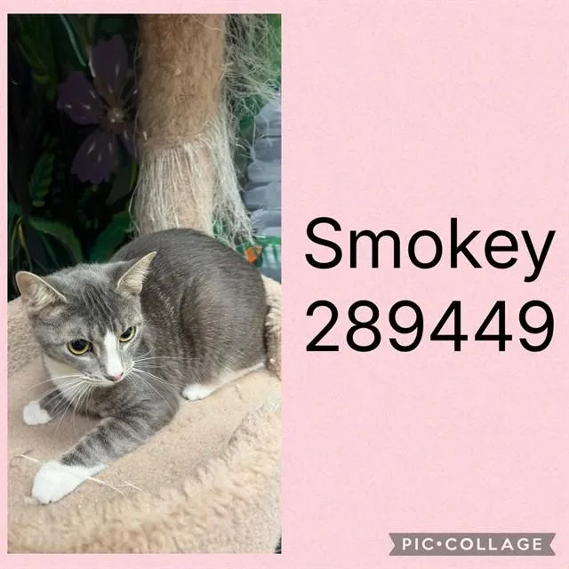 A young small-sized female Domestic Short Hair cat named Smokey for adoption in Macon, GA