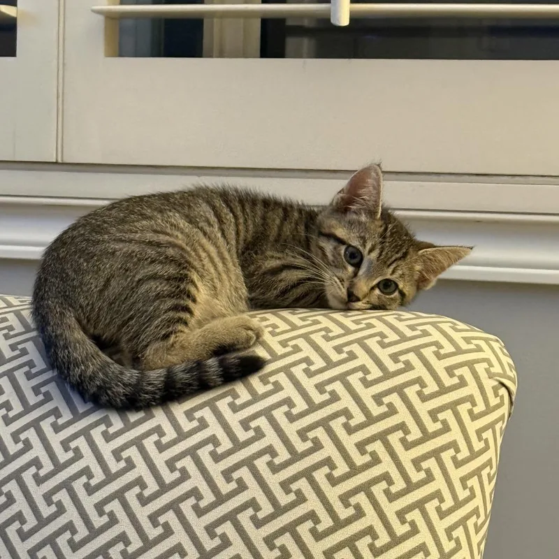 A baby small-sized male Brown / Chocolate Domestic Short Hair cat named Blaze for adoption in Spokane, WA
