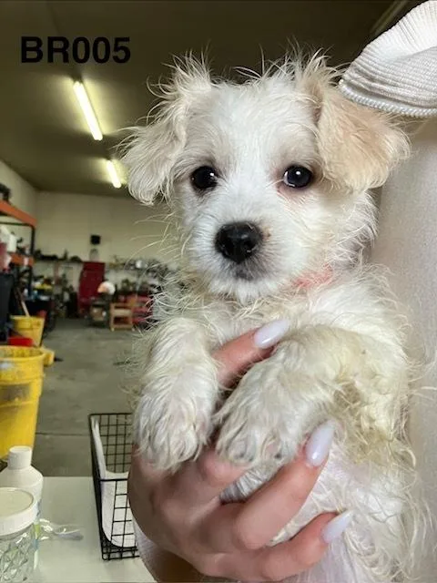 DaisyMae