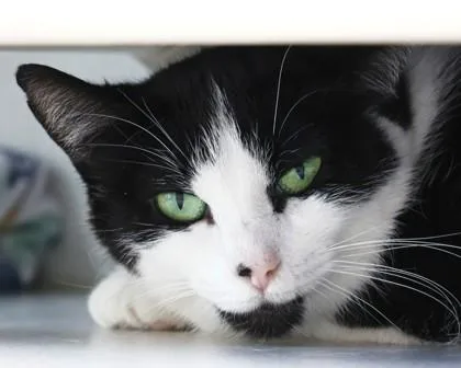 Couch Potato thumbnail 2