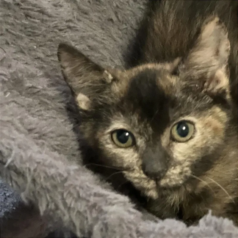 A baby small-sized female Tortoiseshell Domestic Short Hair cat named Winkin' for adoption in Evansville, IN
