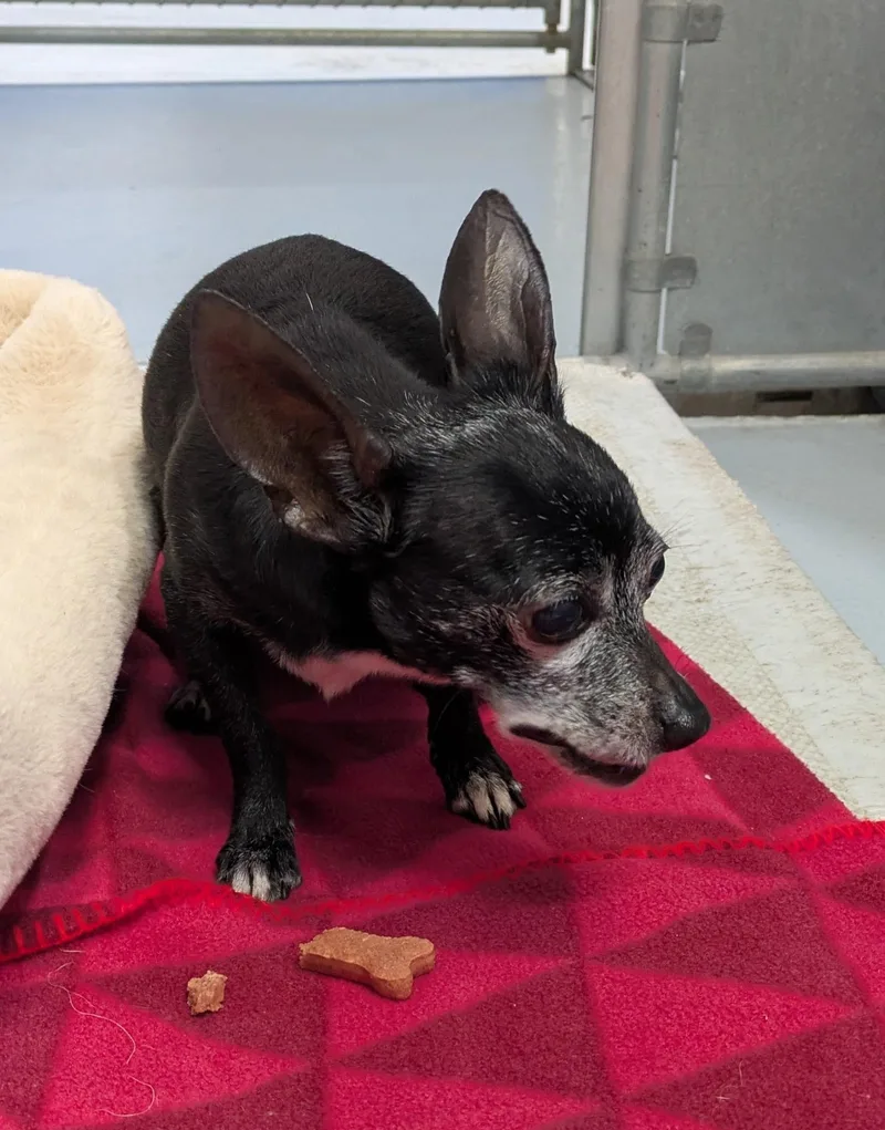 A senior small-sized female Black Chihuahua dog named Ruby for adoption in West Valley, UT