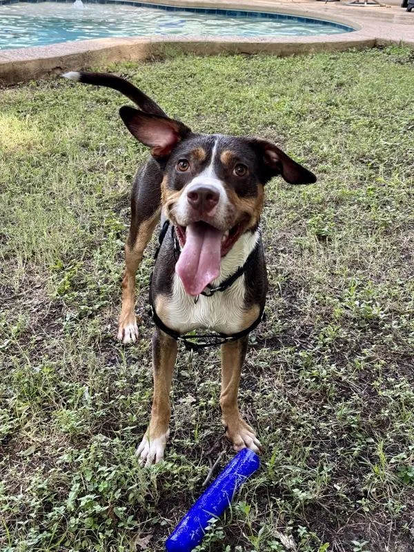 An adult large-sized male Mixed Breed dog named Oliver for adoption in Austin, TX