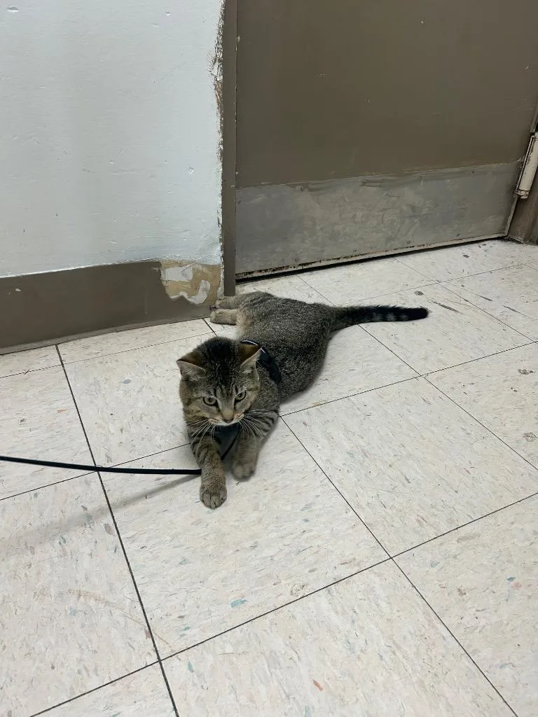 A young medium-sized male Domestic Short Hair cat named Oscar for adoption in New Manchester, WV