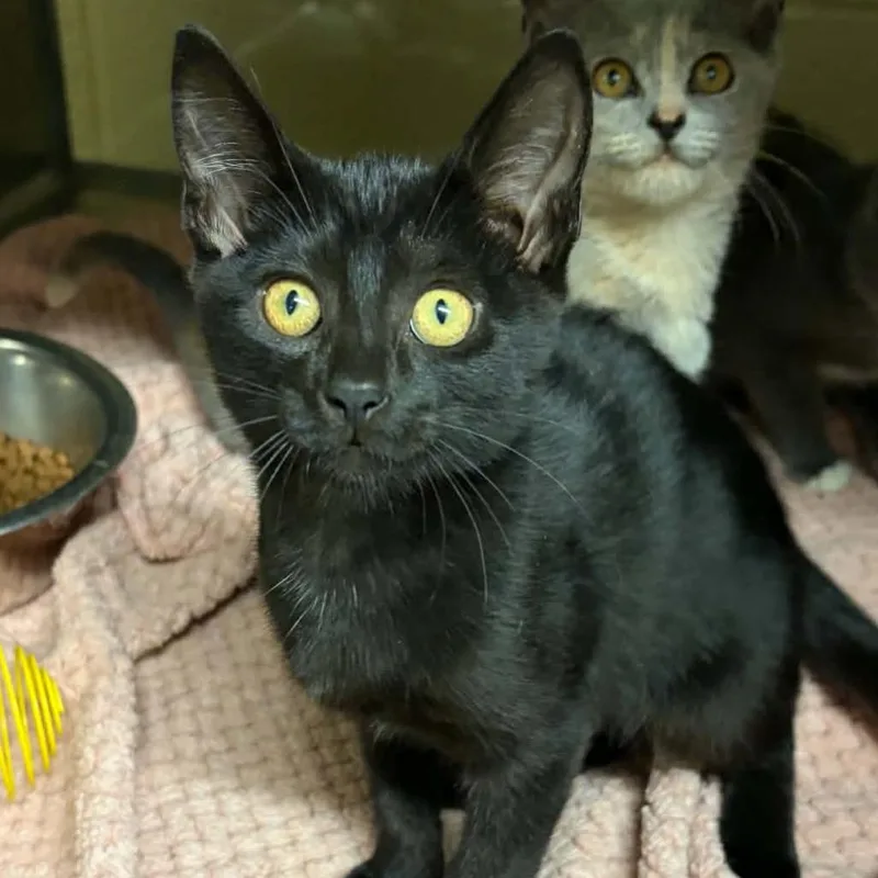 A baby small-sized male Black Domestic Short Hair cat named Espresso for adoption in Concord, NC