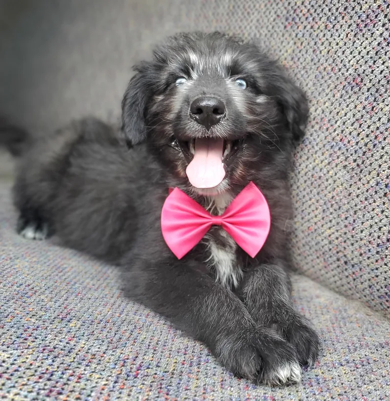 A baby medium-sized female Poodle dog named Samara for adoption in Gilbert, SC