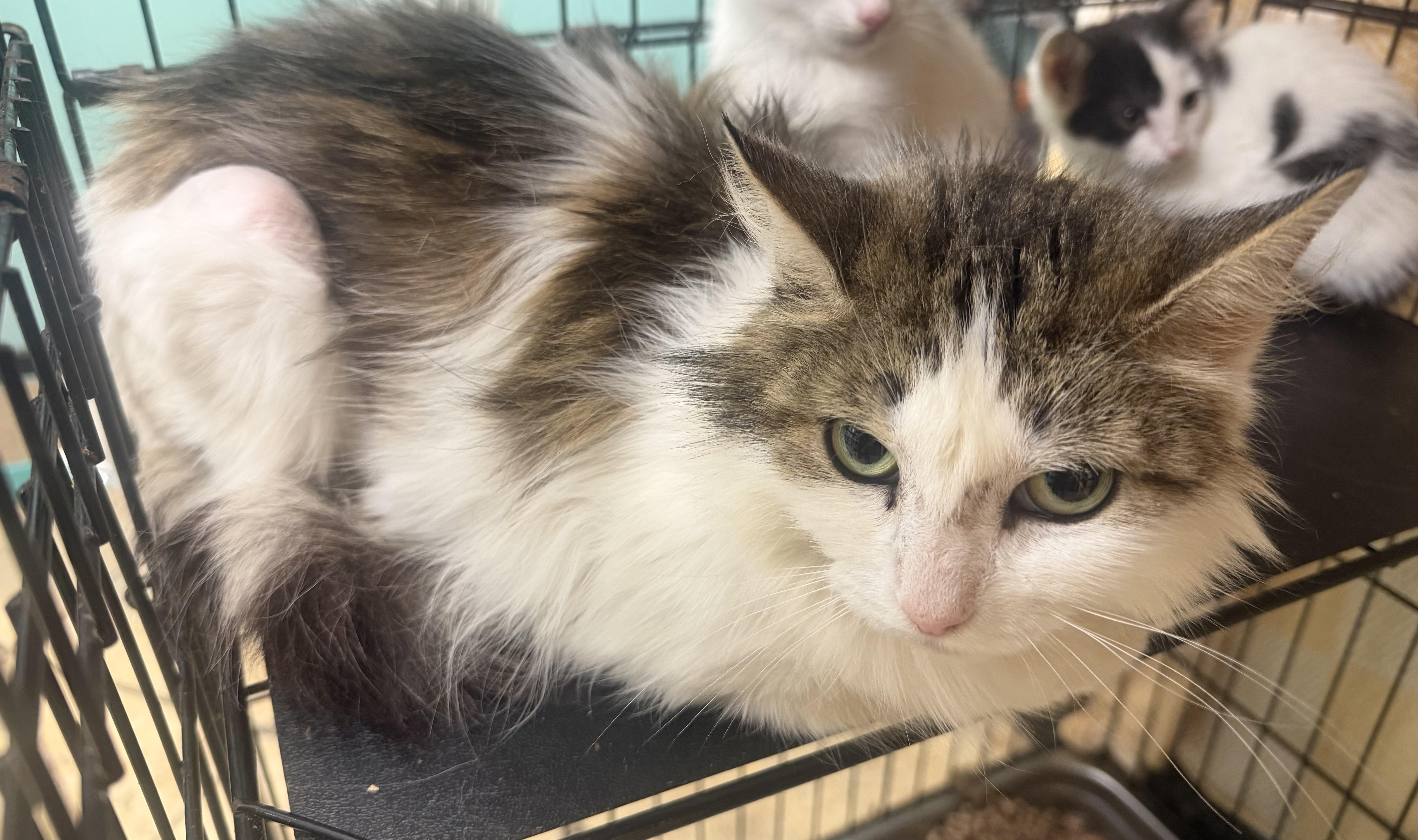A young medium-sized female Tabby (Brown / Chocolate) Domestic Medium Hair cat named Martha for adoption in Hudson, NY