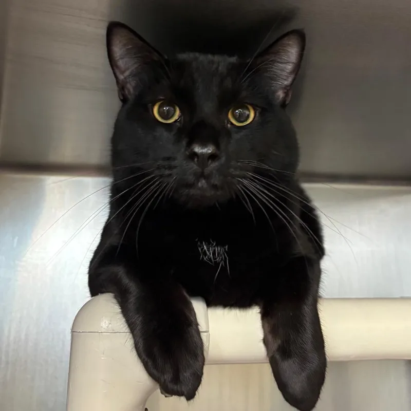 An adult large-sized male Black Domestic Short Hair cat named Burnt Croissant for adoption in Springfield, MA