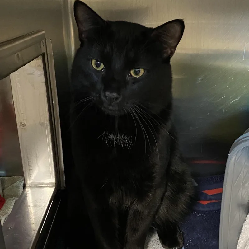 Burnt Croissant thumbnail 2