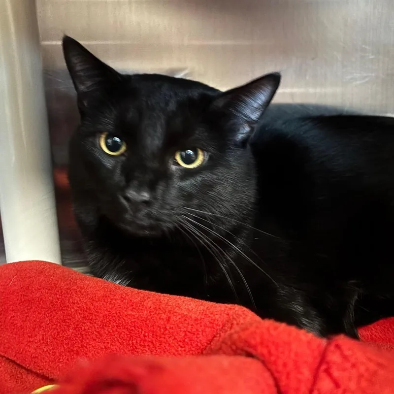 Burnt Croissant thumbnail 3