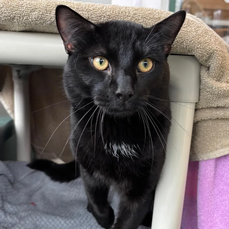 Burnt Croissant thumbnail 4