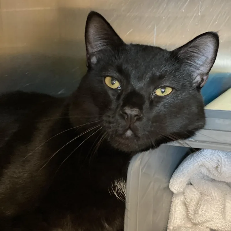 Burnt Croissant thumbnail 5