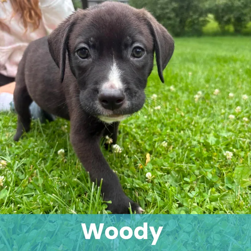Woody thumbnail 2