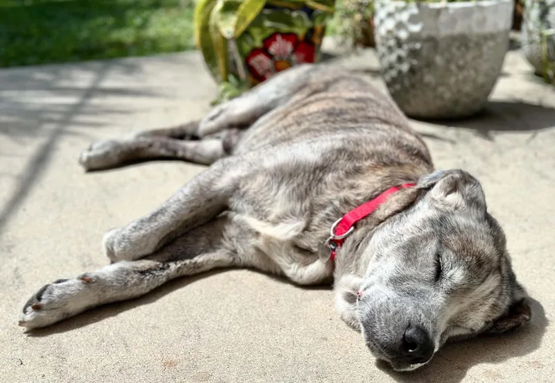 A senior large-sized male Husky dog named Koi for adoption in Osteen, FL