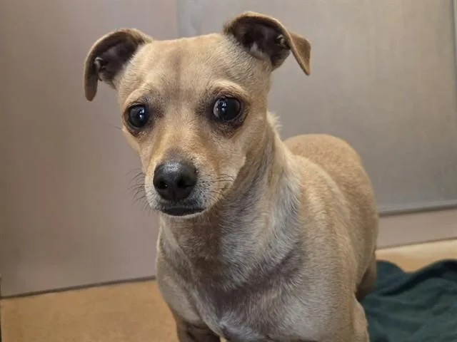 An adult small-sized male Chihuahua dog named Chili for adoption in Martinez, CA