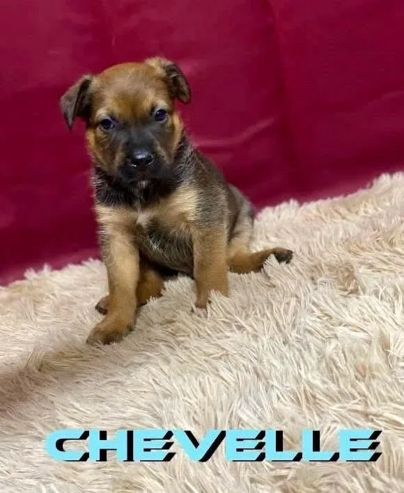 Chevelle thumbnail 2