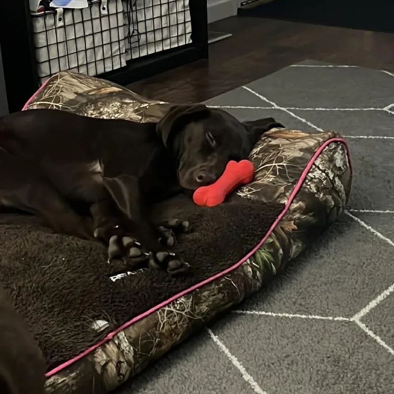 An adult medium-sized female Brown / Chocolate Chocolate Labrador Retriever dog named Nova for adoption in St. Peters, MO