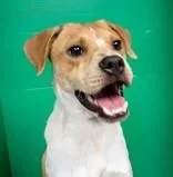 A baby large-sized male Labrador Retriever dog named Scotch for adoption in Houston, TX