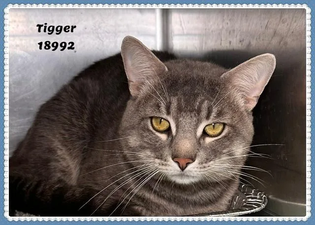 An adult medium-sized male Tabby (Gray / Blue / Silver) Domestic Short Hair cat named Tigger See Also Spooky for adoption in Marietta, GA