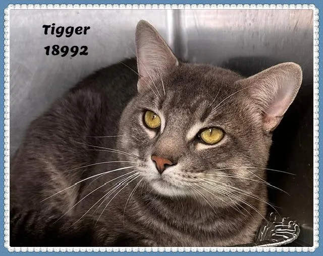 Tigger See Also Spooky thumbnail 2