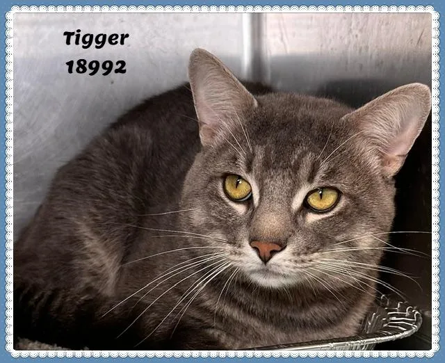 Tigger See Also Spooky thumbnail 3