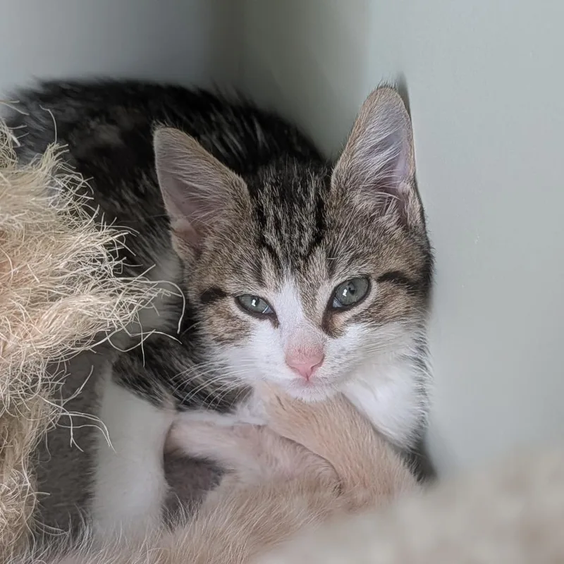 A baby small-sized male Brown / Chocolate Domestic Short Hair cat named Americone Dream in Frederick for adoption in Alexandria, VA