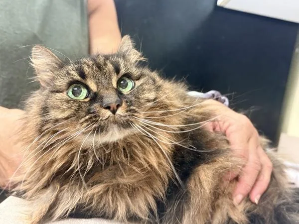 An adult small-sized female Domestic Long Hair cat named Waffle for adoption in Salisbury, MD