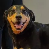 An adult medium-sized female Bicolor Shepherd dog named Myla for adoption in Rapid City, SD