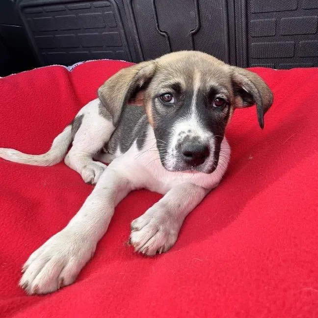 A baby small-sized female White / Cream Jack Russell Terrier dog named Lucy for adoption in Brownsville, TX