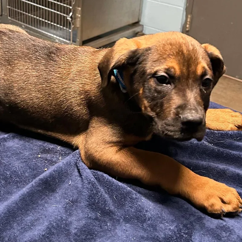 A young large-sized male Boxer dog named Cash for adoption in Salem, WV