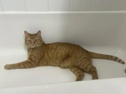 An adult small-sized male Domestic Short Hair cat named Ozzy for adoption in West Chester, PA