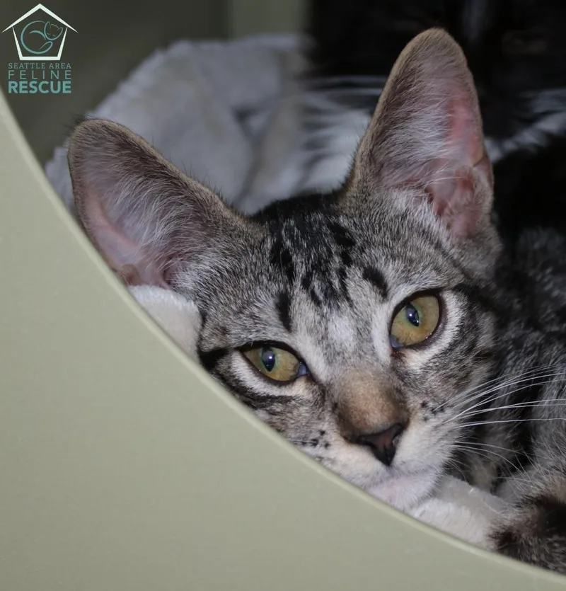 A baby medium-sized female Domestic Medium Hair cat named Aloy for adoption in Shoreline, WA