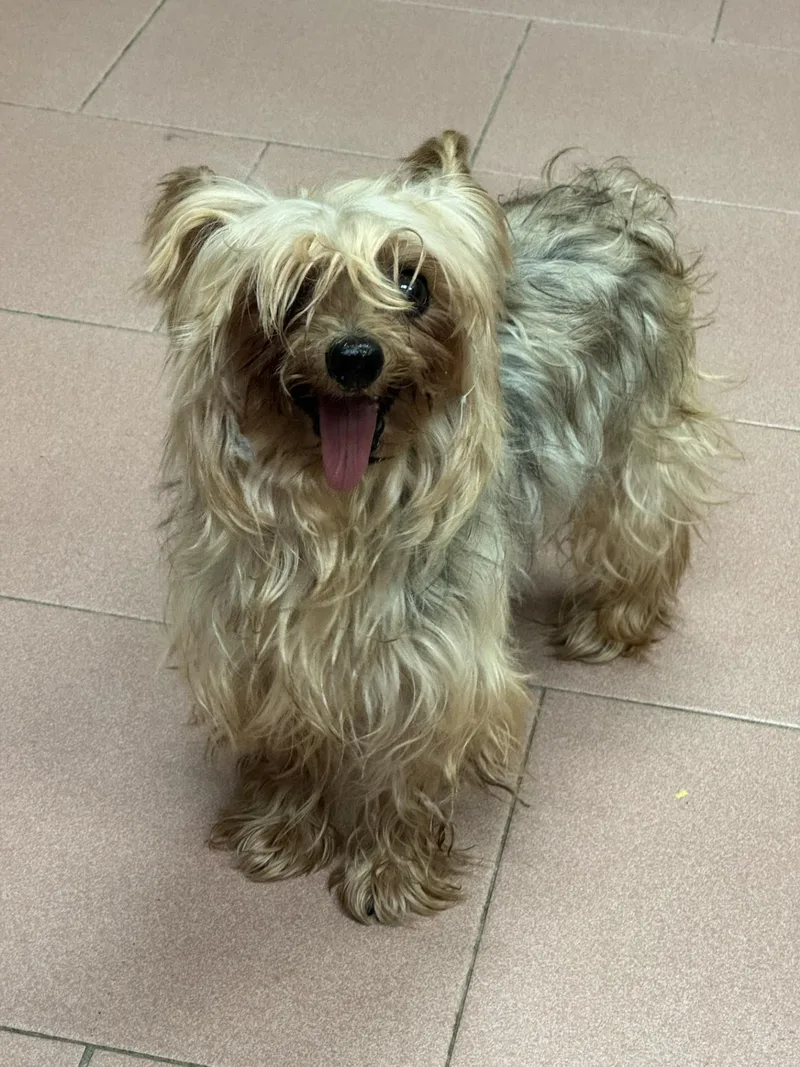 A senior small-sized female Yellow / Tan / Blond / Fawn Silky Terrier dog named Chloe Belle for adoption in West Haven, CT
