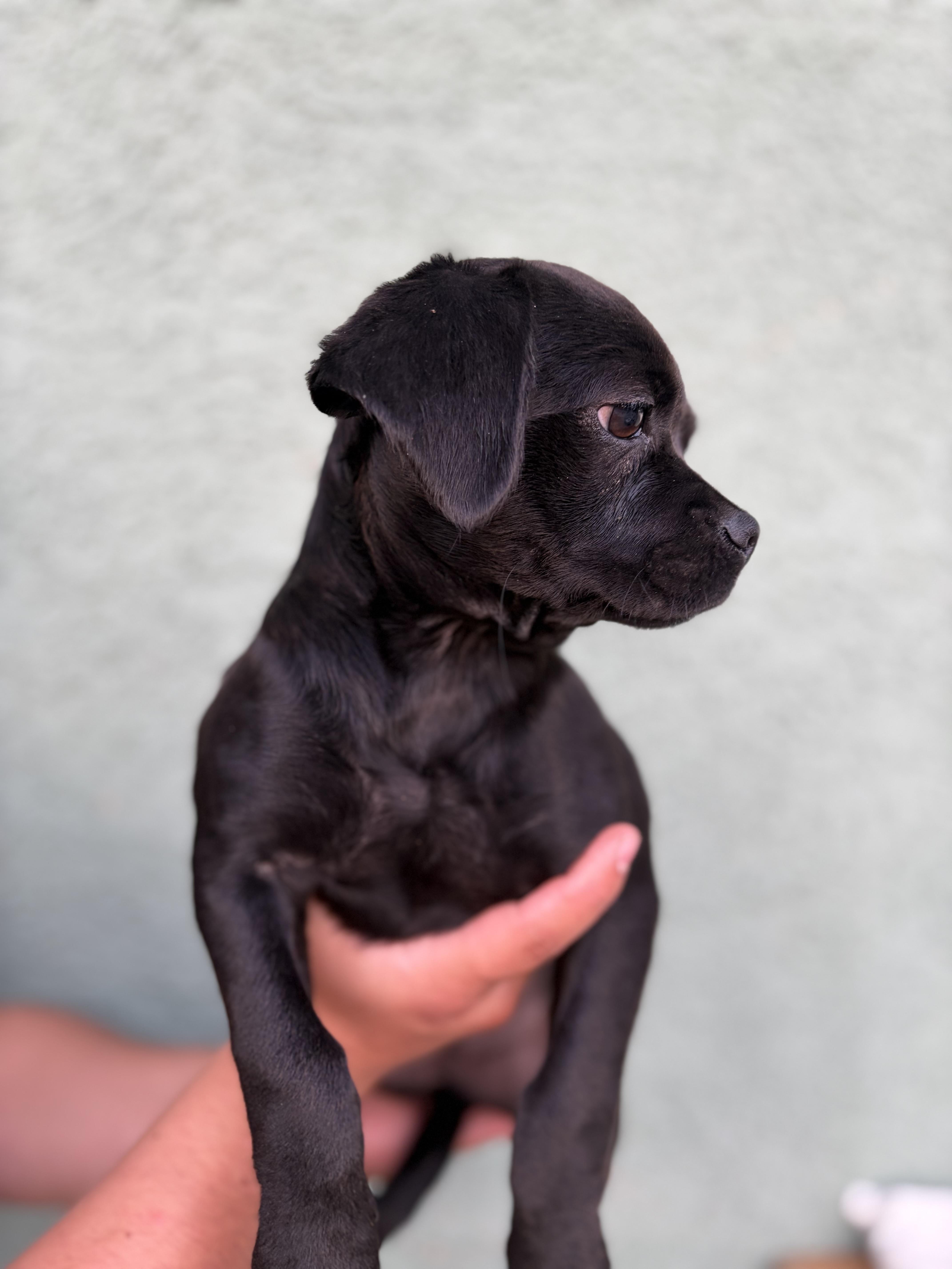 A baby small-sized female Cavalier King Charles Spaniel dog named Driscilla for adoption in Corona, CA