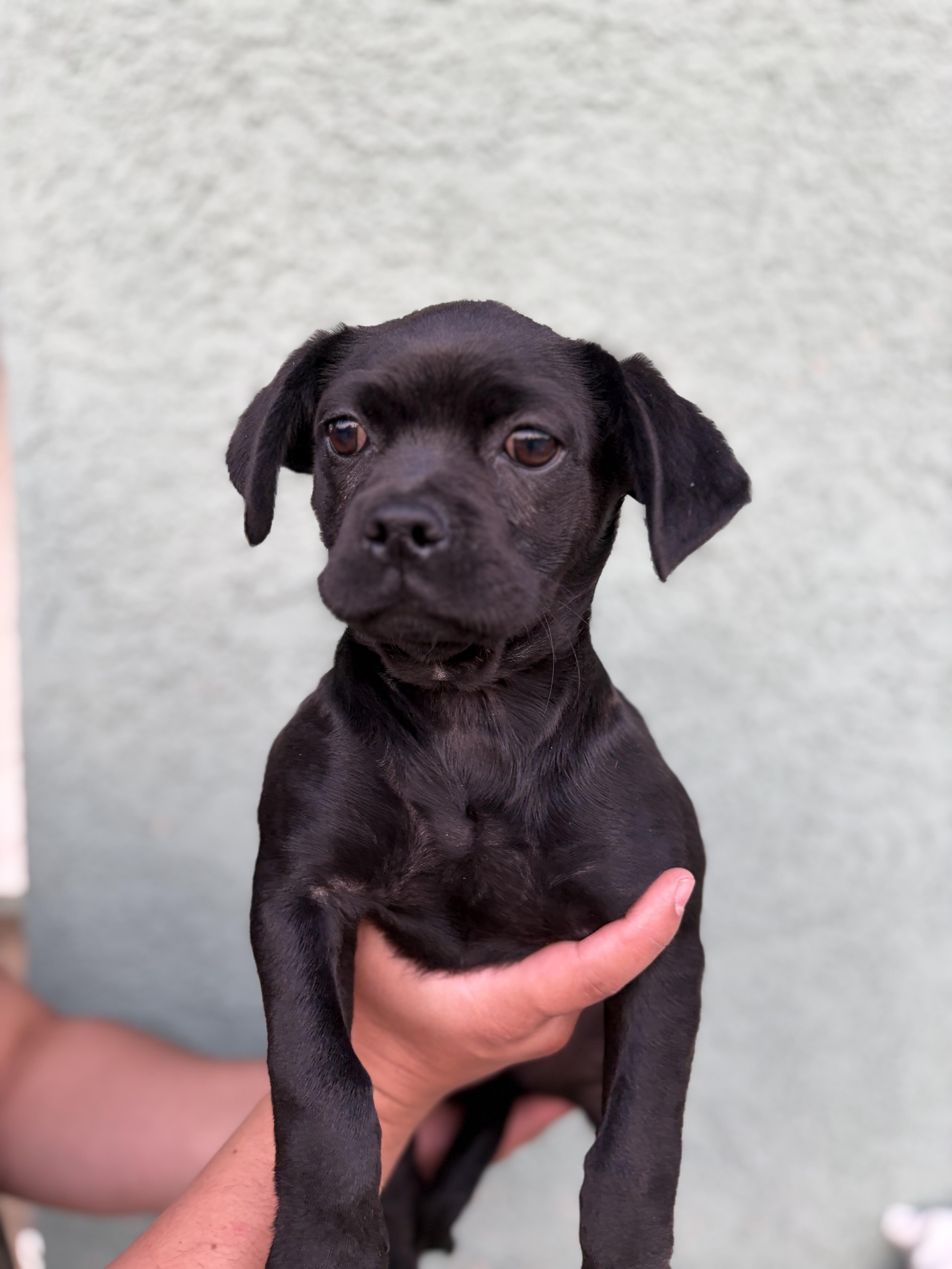 Driscilla thumbnail 2