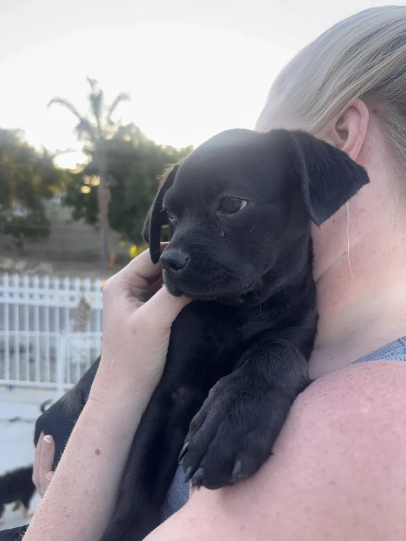 Driscilla thumbnail 3