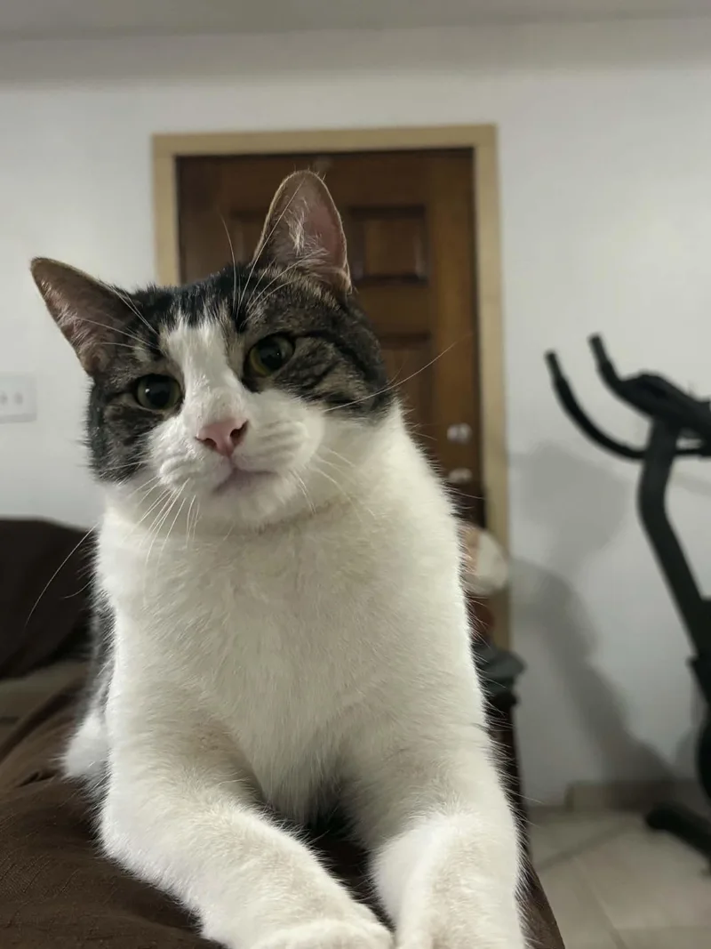 A young medium-sized male Domestic Short Hair cat named Patches for adoption in Sugar Land, TX