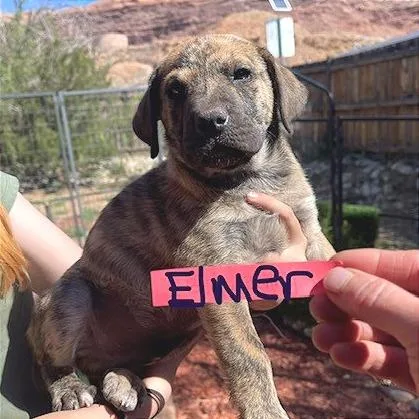 A baby medium-sized male Brindle Mixed Breed dog named Elmer Fudd for adoption in Moab, UT