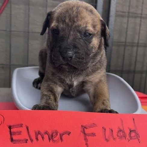 Elmer Fudd thumbnail 2