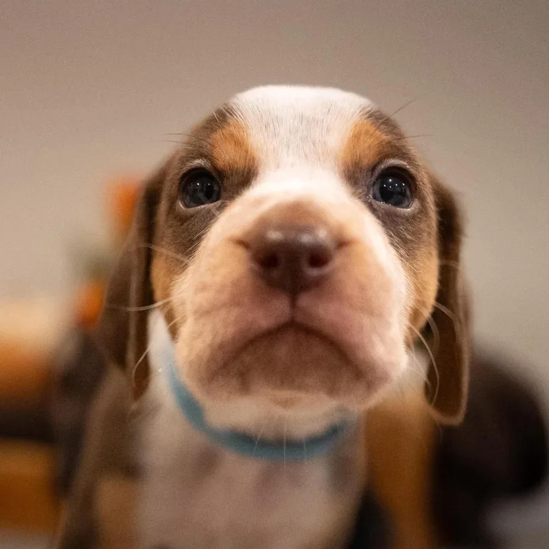 A baby medium-sized male Brown / Chocolate Coonhound dog named Nutmeg for adoption in Jarrettsville, MD